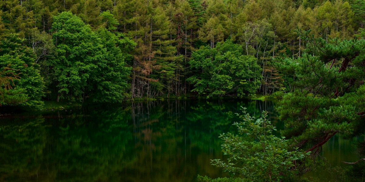 Serene Japanese pond surrounded by lush forest