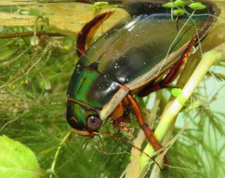 King Diving Beetle Dytiscus dimidiatus