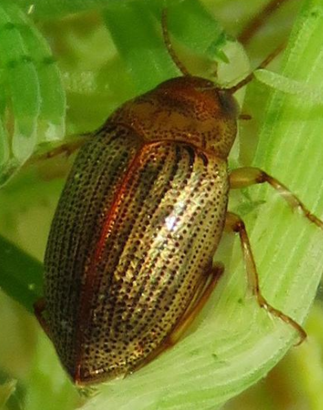 Haliplus mucronatus
