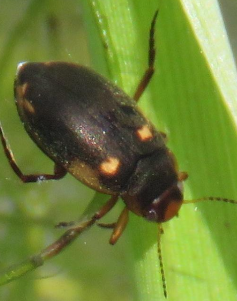 Hydroporus figuratus
