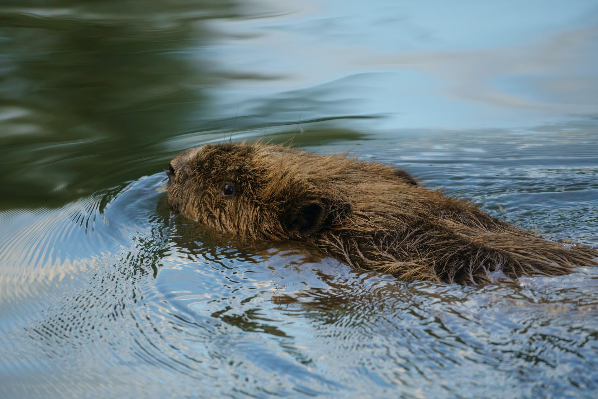 Beaver dam creating diverse aquatic habitats in a forest stream