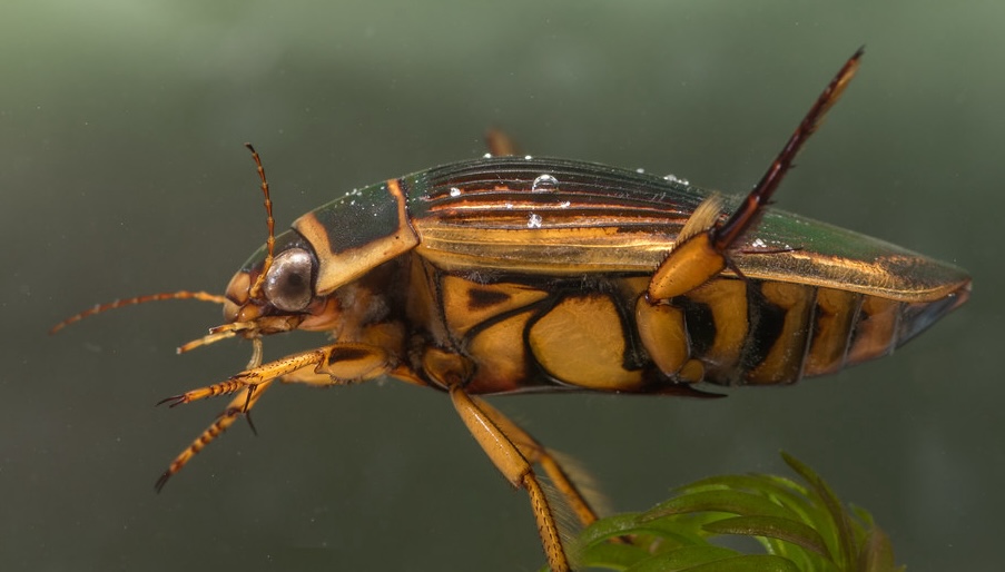 Water Beetle on Leaf