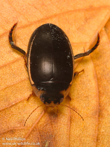 Threatened Species Focus