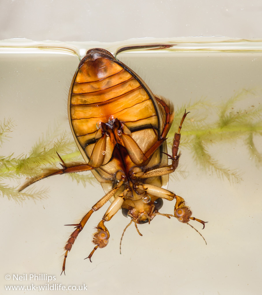Water Beetle Close-up
