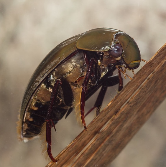 Water Beetle