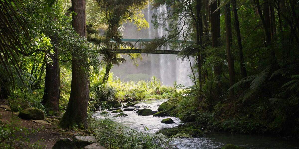 Pristine New Zealand forest with native trees and ferns