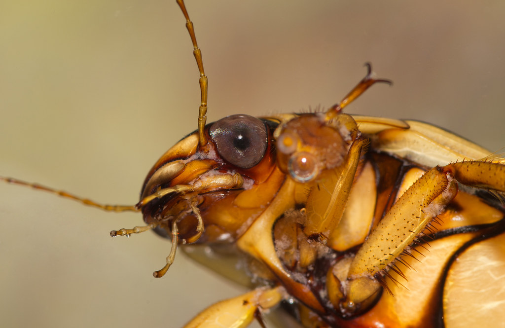 Water Beetle Close-up