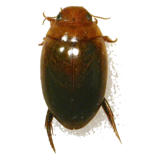 Agabus brunneus
