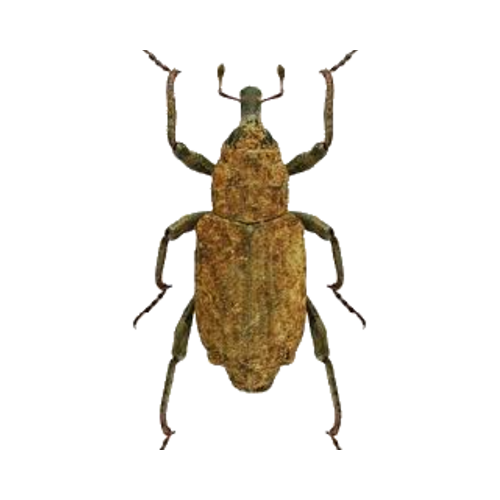 Bagosus nodulosus