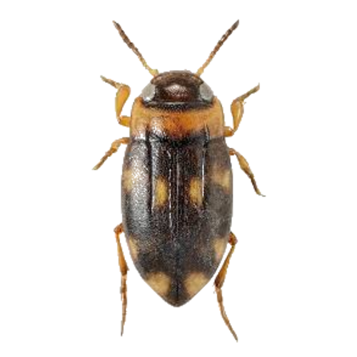 Bidessus minutissimus