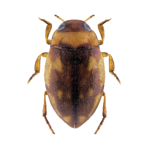 Bidessus unistriatus