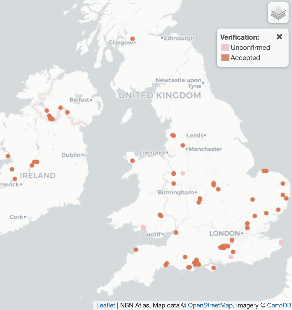 Donacia bicolora UK Distribution