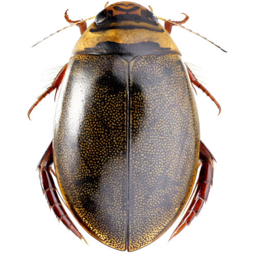 Graphoderus zonatus