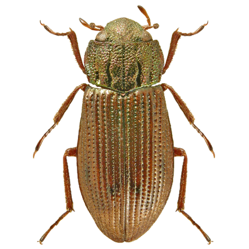 Helophorus laticollis