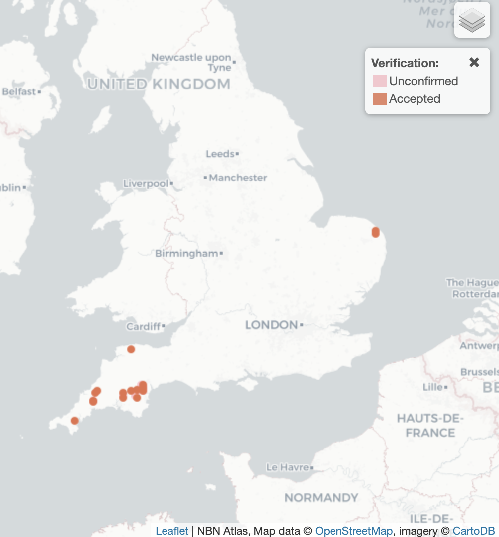 Hydrochus nitidicollis UK Distribution