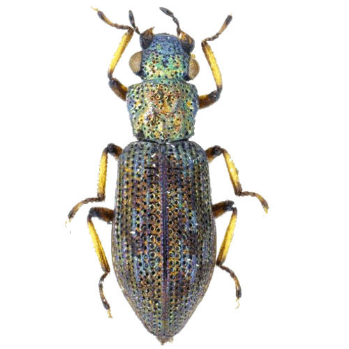 Hydrochus nitidicollis