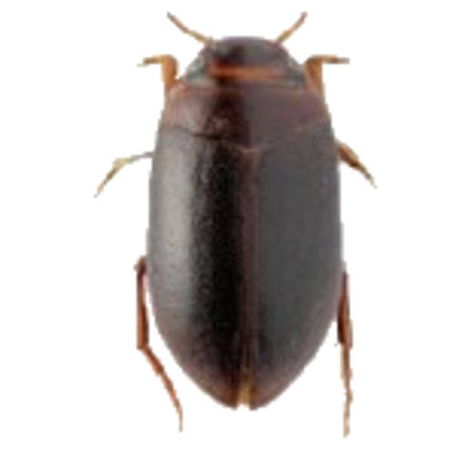 Hydroporus necopinatus