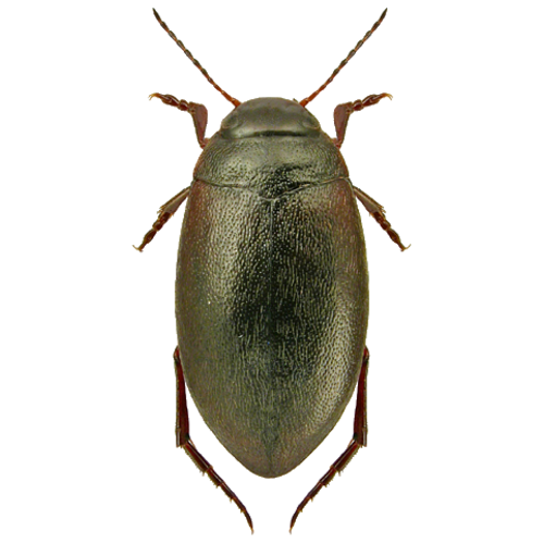 Hydroporus rufifrons