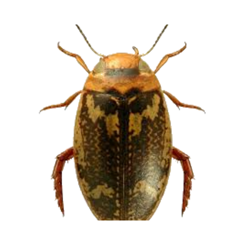 Laccophilus poecilus