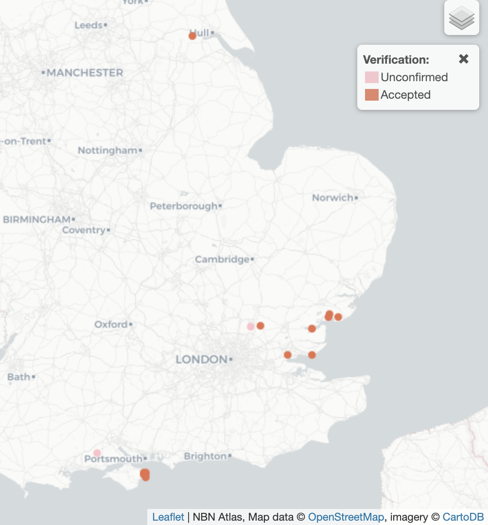 Paracymus aeneus UK Distribution