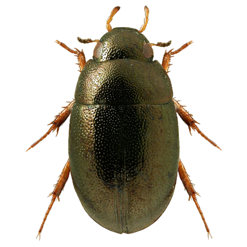 Paracymus aeneus
