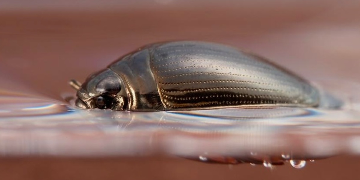 Macro close-up view of a water beetle on water surface